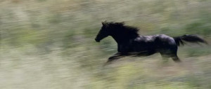 Horses Flicka