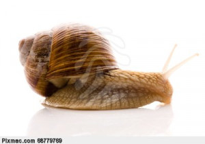 snail-snail-animal-cute-funny-pixmac-picture-68779769.jpg