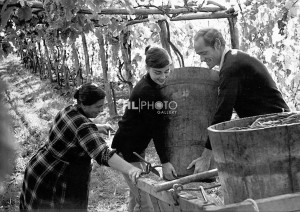 Audrey Hepburn and Mel Ferrer outside Rome, picking grapes on a farm ...