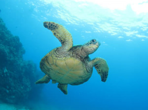 Green Sea Turtle Life Cycle