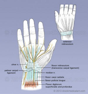 Joints Vertebral Ligaments...