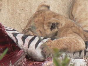 Lion Eating Zebra Alive How-apple-can-destroy- ...