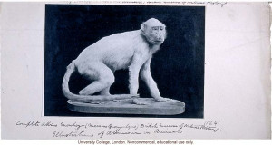 Albino monkey, with Karl Pearson's handwritten captions and ...
