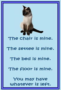 Siamese-Cat-Funny-cat-sayings-New-Slap-on-Fridge-magnets
