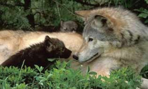 Help Stop the Senseless Killing of Wolves in the Boreal Fore ...