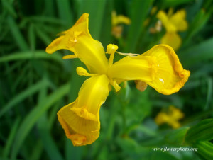 Iris Flower Varieties Flowers