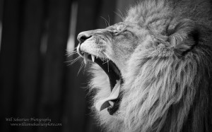lions roaring