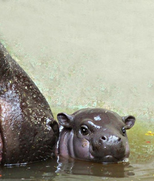 Pygmy Hippo Full Grown Has had pygmy hippos for