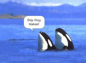 orca-funny-D-orca-the-killer-whale-1632660-458-336.jpg