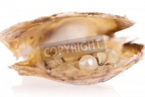 pearl inside oyster shell image Oysters With Pearls Inside