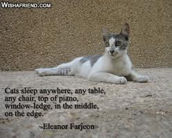 Cat Quotes & More