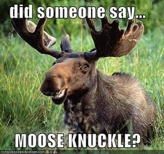 moose knuckle quotes | Moose Knuckle Cheezburger More