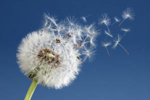 bigstock Dandelion with seeds blowing a 45648622 The Winds of Change