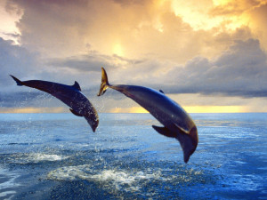 Dolphins Wallpaper 1600 x 1200