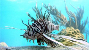 Indian Ocean Animals And Plants Reefs in the indian ocean,