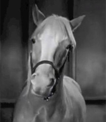 Of mr ed pictures A Mr.