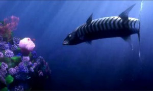 Finding Nemo Barracuda