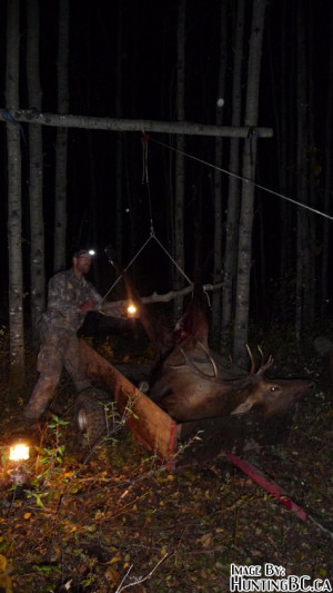 Thread: Back from my Alberta annual elk hunt