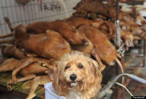 ... In Which 10,000 Hounds Are Slaughtered Will Go Ahead Despite Protests