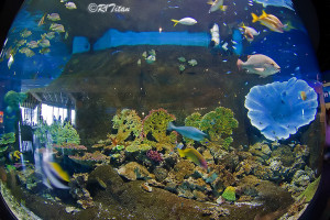 tropical fish tanks page