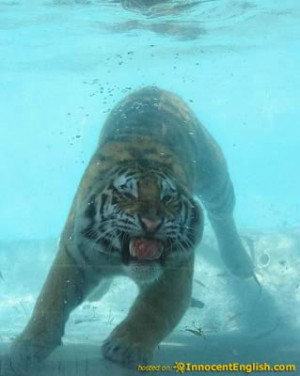 Underwater Tiger Pictures: Amazing pics of a tiger swimming and diving ...