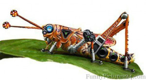 Funny #1 Grasshopper Funny #2 Grasshopper Funny #3 Grasshopper Funny ...