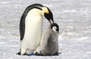 Emperor penguin telling her chick a secret