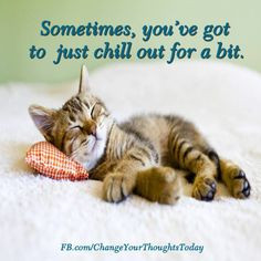 chill out more bit animal l ve so true animal friends things chill ...