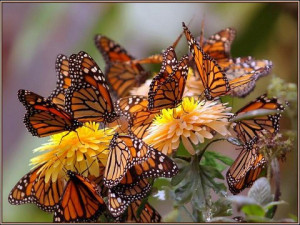 Subject: Butterflies