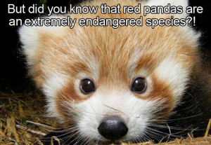 ... OC that’s important to me, my passion for red pandas!!!! - Imgur