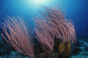 sp_fan_coral_great_barrier_reef_coral_sea_900x600_7934.jpg