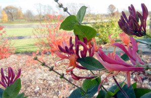 nature, Shropshire Lad, David Austin, Gold Flame honeysuckle, quotes ...