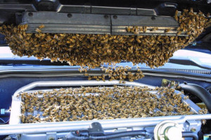 LOL Fail funny wtf nature strange car gd Honey bee bees subaru impreza ...