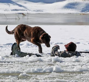 Man falls through Colorado River ice after going in after goose