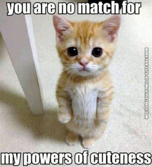 funny cat picture you are no match for my cuteness