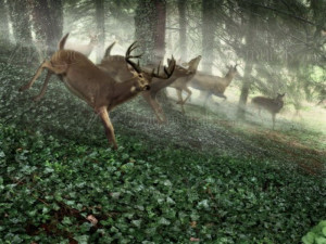Deer Hunting Wall Mural Decorating Your House With Hunting Wall Murals