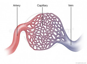 capillaries capillaries are part of the circulatory system they are