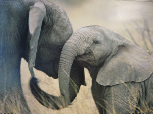 elephants elephants look cute in the photos given below cute elephant ...