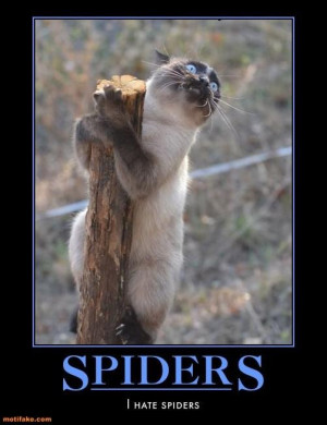 Funny cat I hate spiders