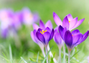 Spring Flowers Blooming - Beautiful Flowers Picture