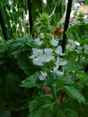 Sweet Basil Flower Of sweet basil (ocimum