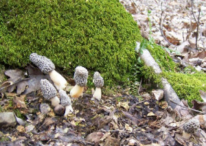 Related Pictures wild edible mushrooms misuse mushroom basket