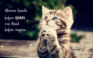 Kitten kneeling before God