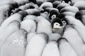 Penguin huddle