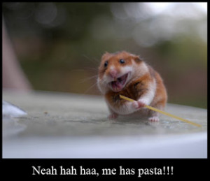 Funny Hamster Images 2013