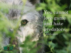 ... Game and Hate Predators--Aldo Leopold--Wolf Conservation Center Photo