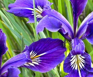 One Small Step For Man, One Giant Leap For Ant-kind