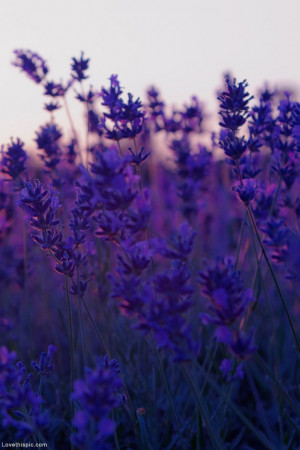 Beautiful purple flowers