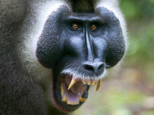 scary baboon My Monkey Fascination is Over