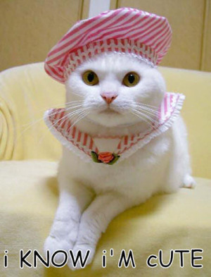 Latest Cute and Cudly funny lol cats – Meow~